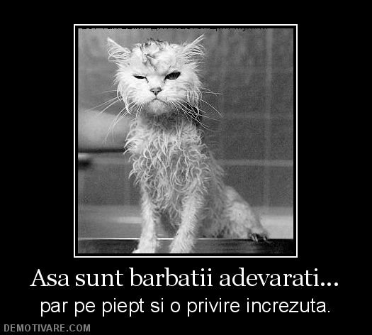limbi_dau