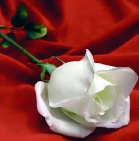fb_467608708113891
