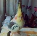 fb_5217601681603046