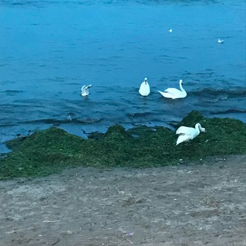 fb_4747554255290062