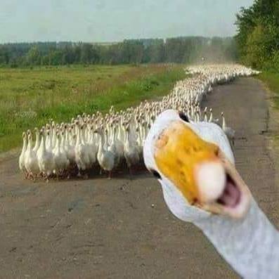 fb_3532449260407594