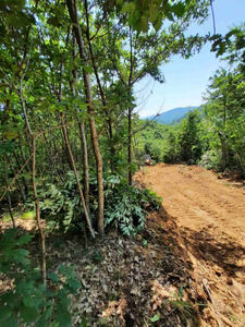 Shiten parcelat nga 5 dhe 10 ari - 2