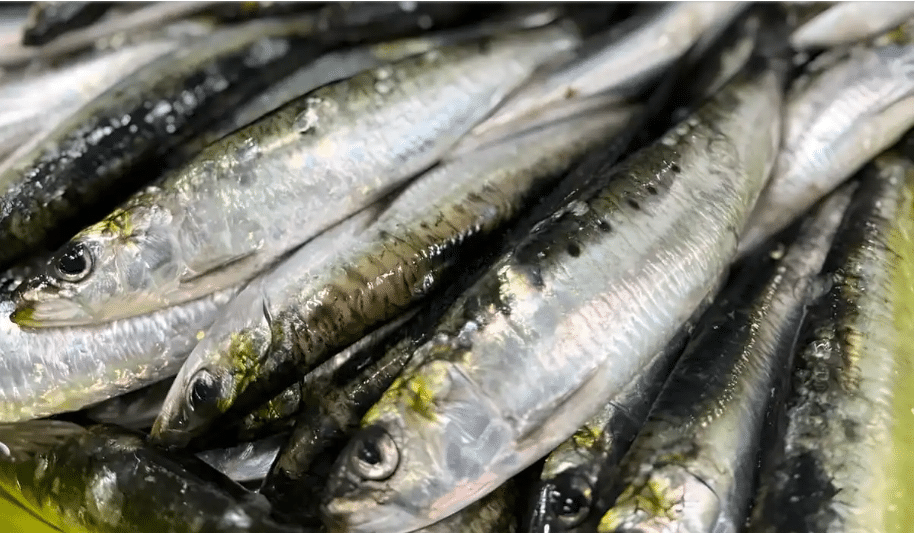 El CFP volvió a postergar la pesca experimental de sardina fueguina