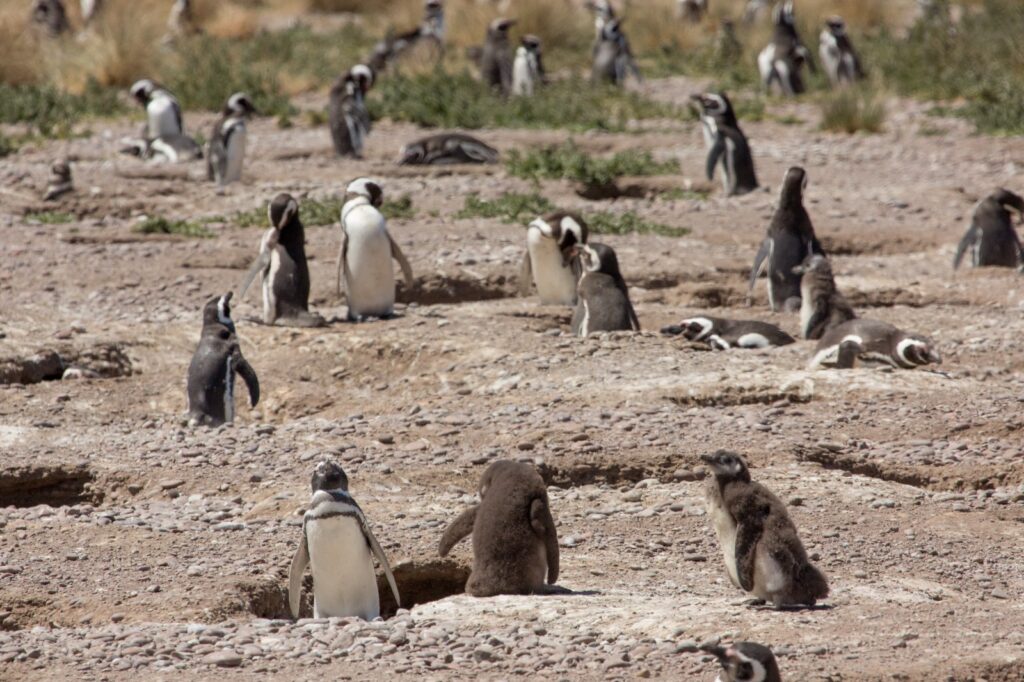 Acantilados de colores, bosques fósiles y avistaje de ballenas: cómo es el viaje por la Ruta Azul, un recorrido único y salvaje por la costa chubutense