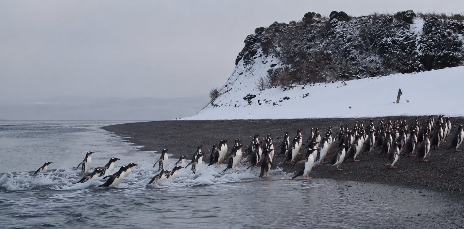 Pingüinos papúa en la Isla Martillo: una multitud emergió del mar entre saltos y nieve