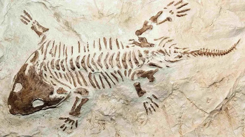 Brasil: descubrieron nueva especie de reptil fósil de hace 240 millones de años