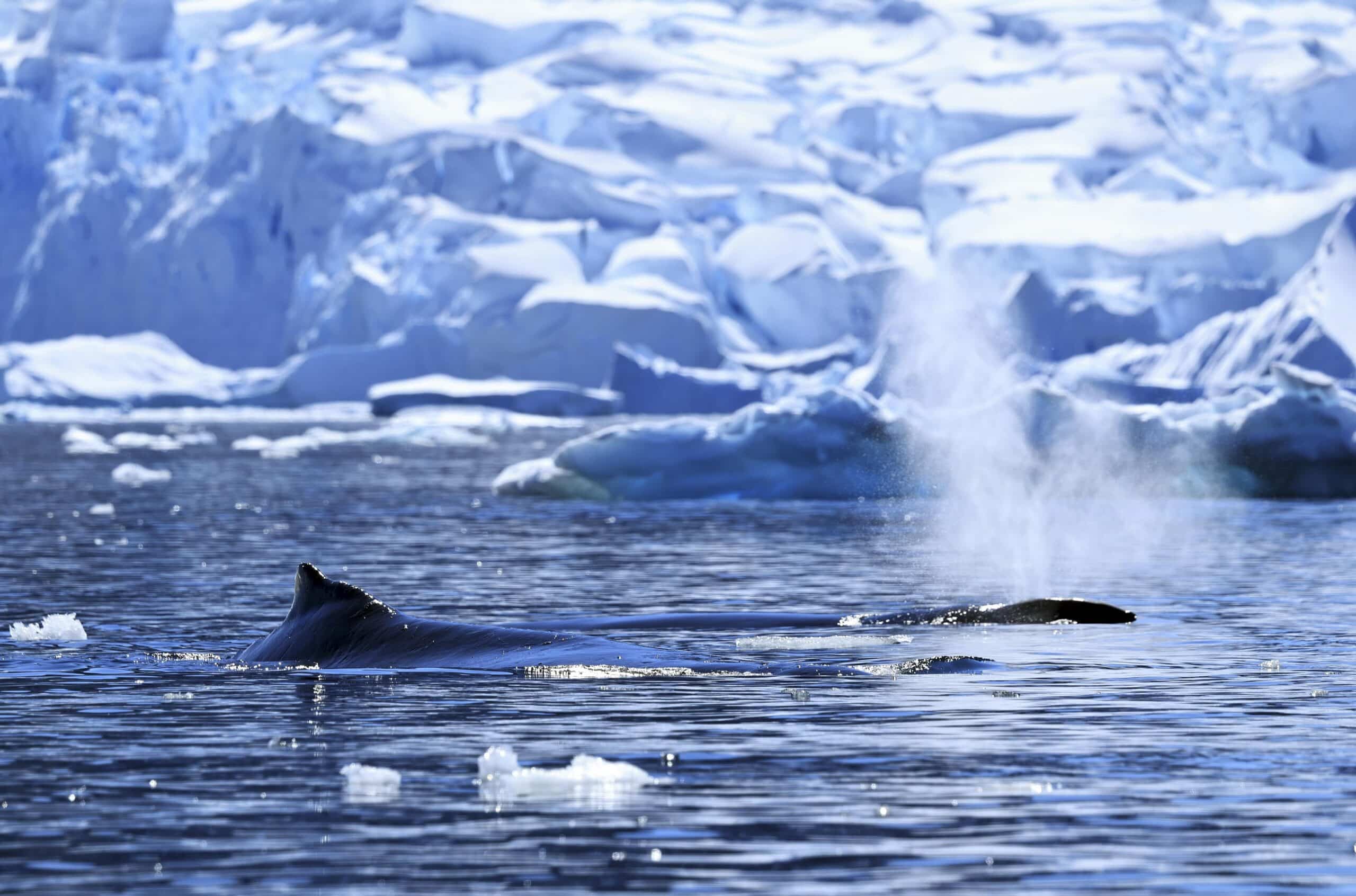Ríos atmosféricos aceleran deshielo en Antártida y amenazan elevar nivel de mares, asegura científico brasileño