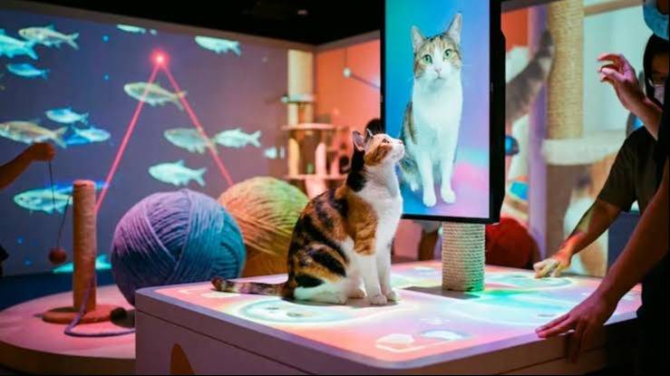 México abrió el Museo del Gato, un espacio interactivo único en el mundo