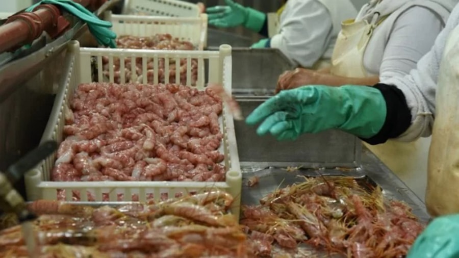 La pesca marítima creció 16% en 2026