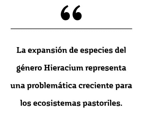Argentina y Chile se unen para abordar la problemática de una maleza