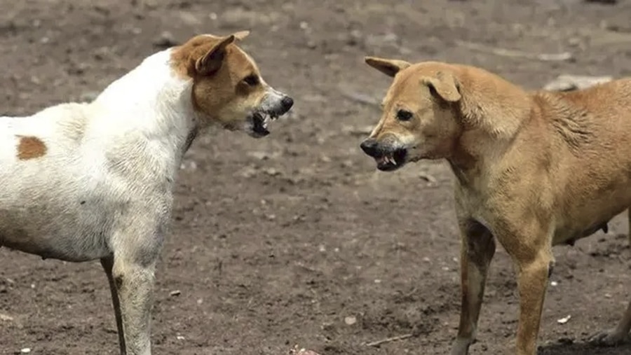 Jaurías de perros asilvestrados: Crece la preocupación en ganaderos de Neuquén