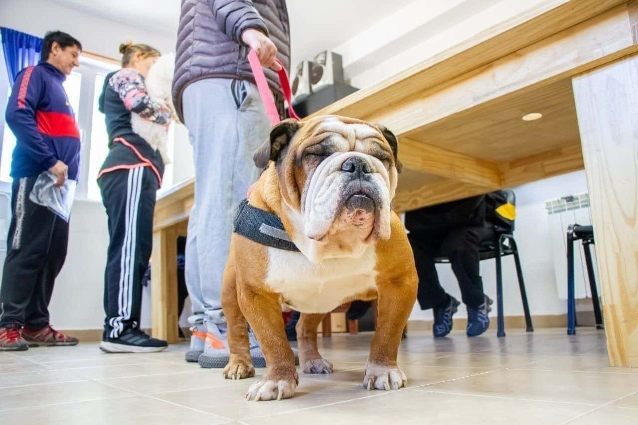 El Municipio recuerda recomendaciones para prevenir el moquillo canino