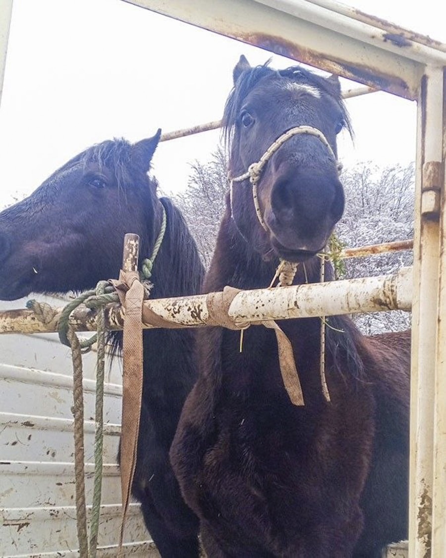 Captura de dos equinos en la vía pública