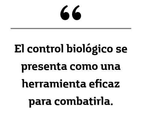 Pilosela