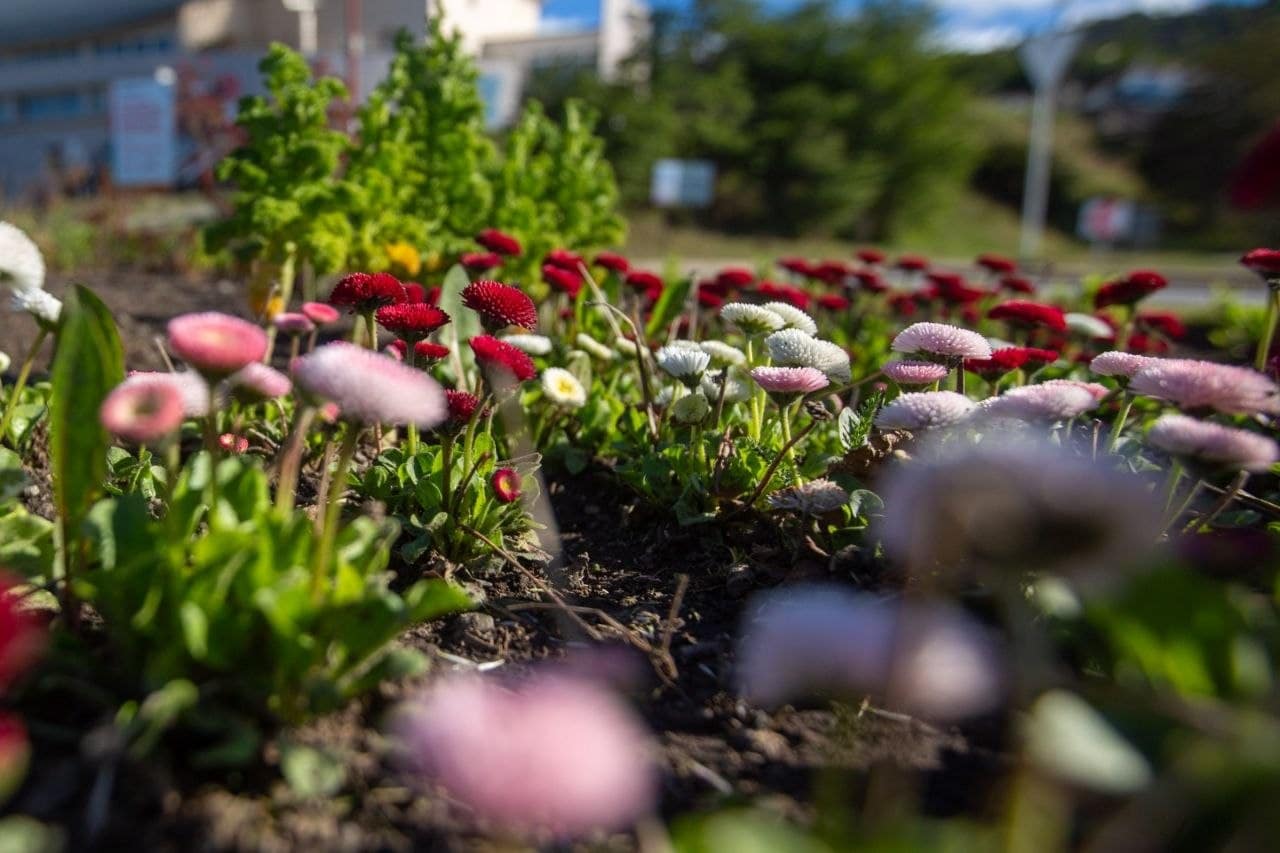 Ushuaia continúa con las tareas de mantenimiento en los espacios verdes