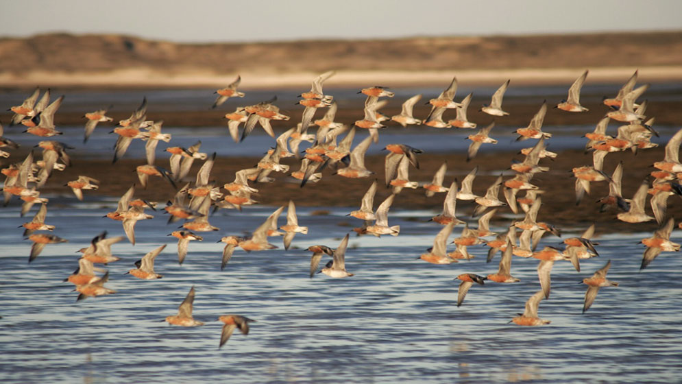 Hoy se celebra el Día Mundial de las Aves Migratorias