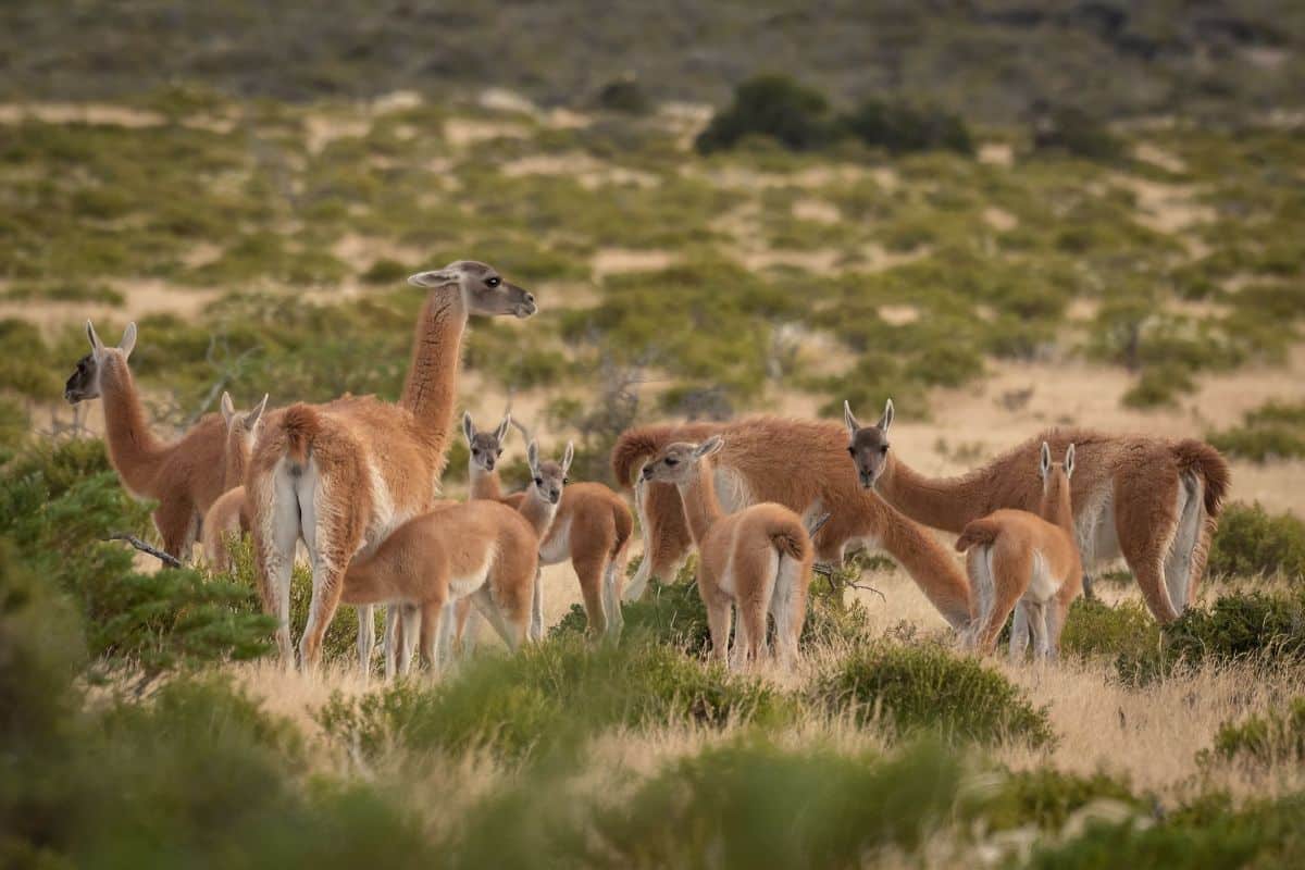 Diseñan modelo para disuadir a los guanacos de utilizar los bebederos de ganado