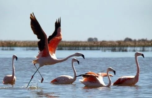 Parque Nacional Ansenuza: dónde miles de flamencos protagonizan uno de los mayores espectáculos naturales de Argentina
