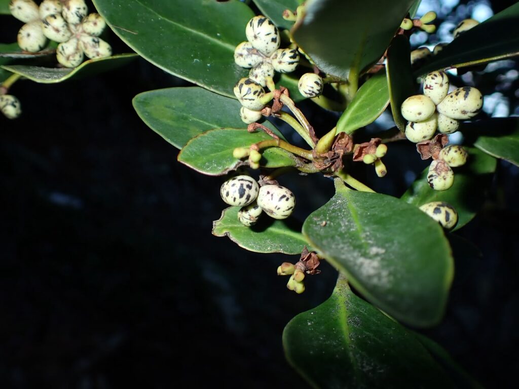 Guía de Flora de las Áreas Naturales Protegidas