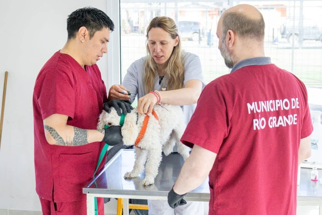 Hoy habrá una nueva jornada de vacunación y adopción de mascotas