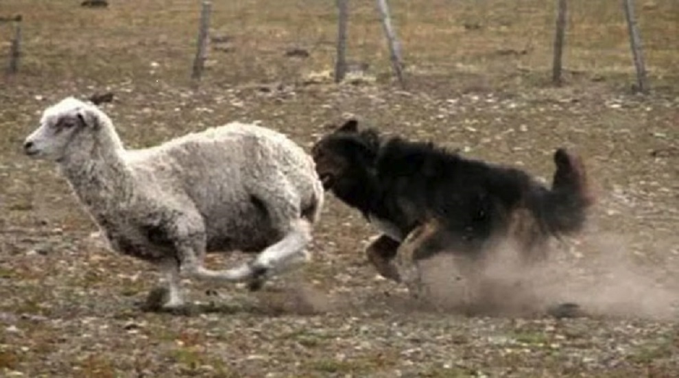 Cámaras trampa muestran que los perros asilvestrados avanzan y el zorro retrocede