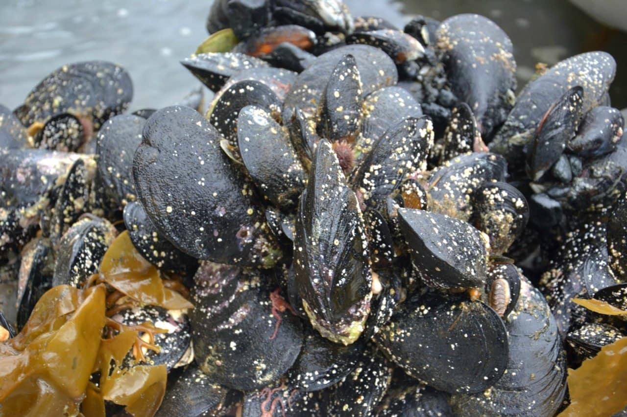 Marea roja: Veda de moluscos en el canal Beagle y la costa atlántica provincial