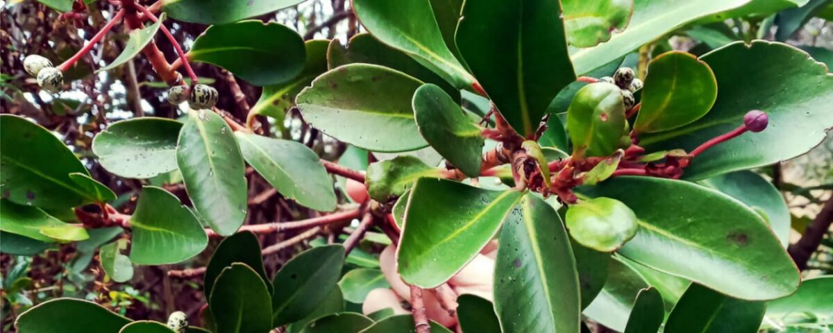 Canelo: el árbol medicinal de los pueblos originarios fueguinos