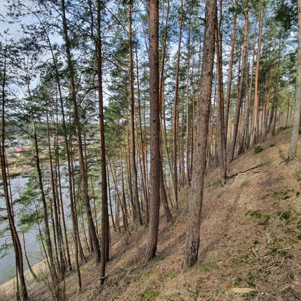 Miškų ir vingiuojančios Neries kelias