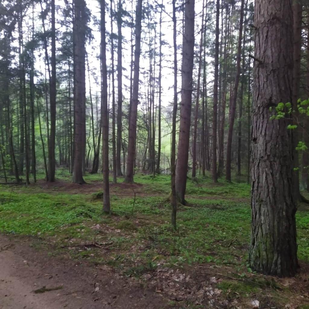 Miškų ir vingiuojančios Neries kelias