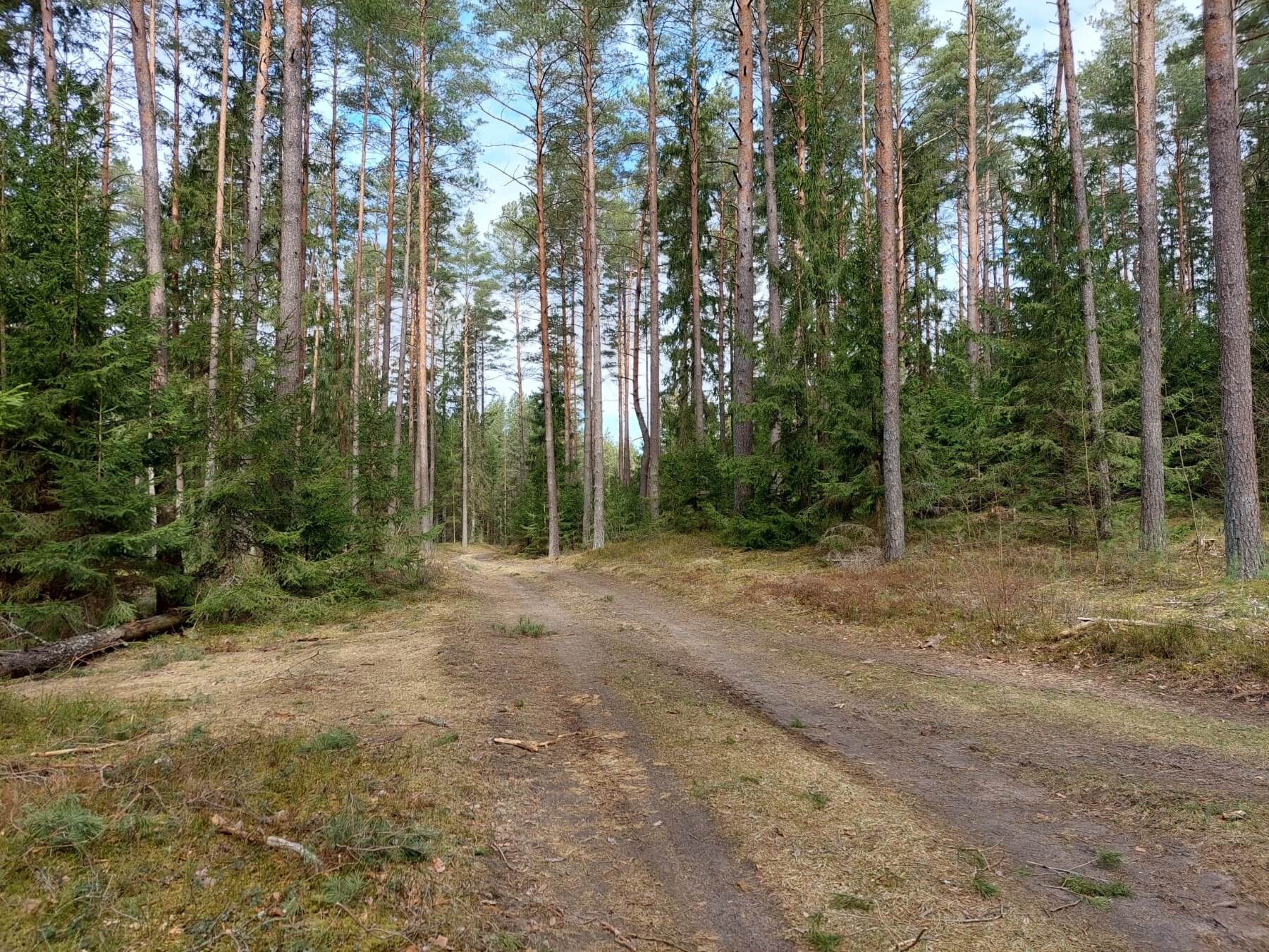 Prienų šilo ir Nemuno kelias (10 km)