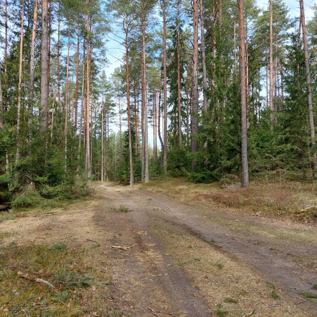 Prienų šilo ir Nemuno kelias (10 km)