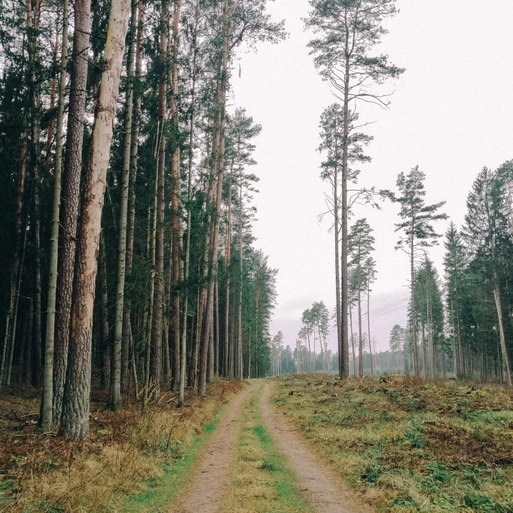 Prienų šilo ir Nemuno kelias (10 km)