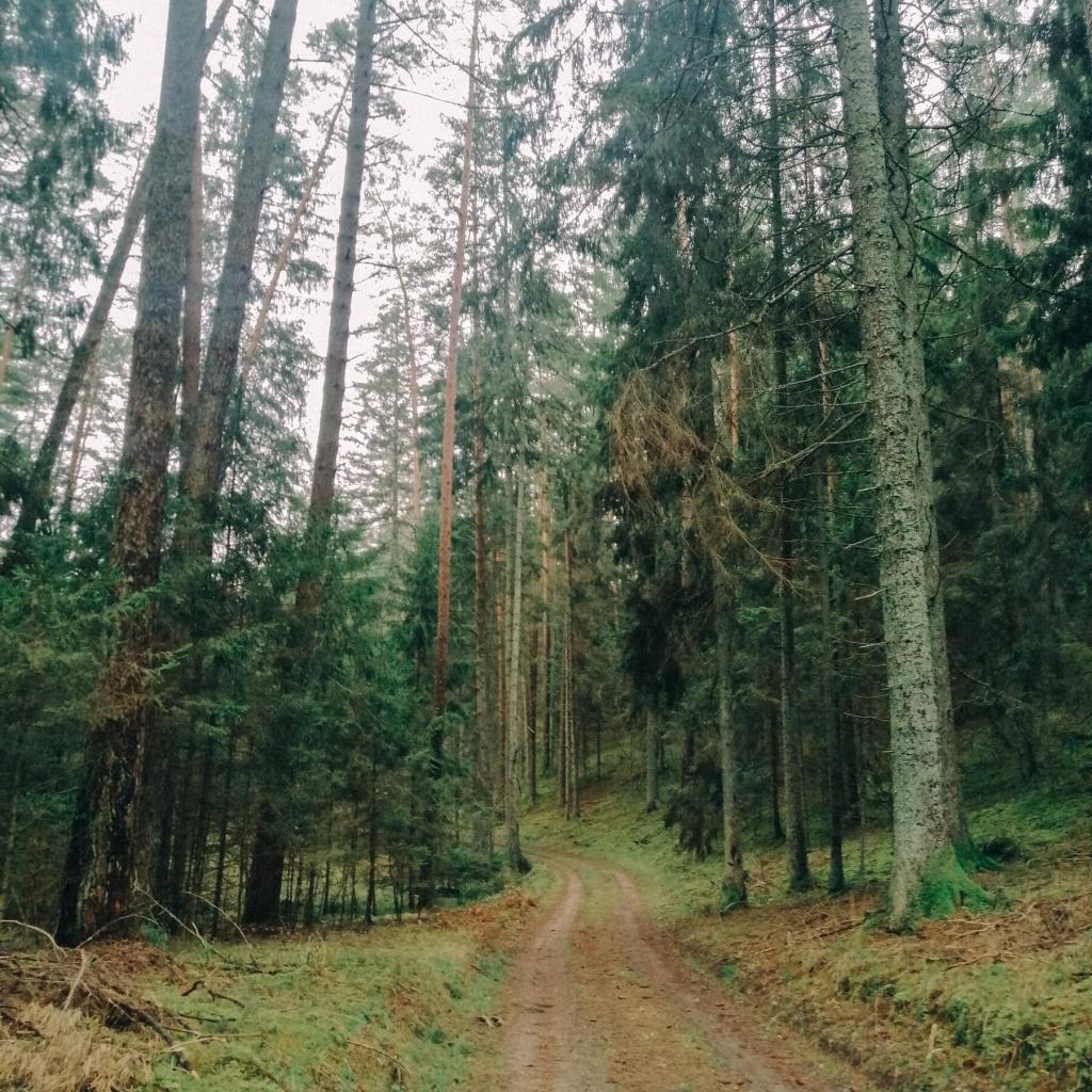 Prienų šilo ir Nemuno kelias (10 km)