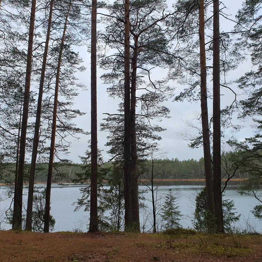 Miškų ir ežerų žygis Asvejos regioniniame parke: pietinis takas