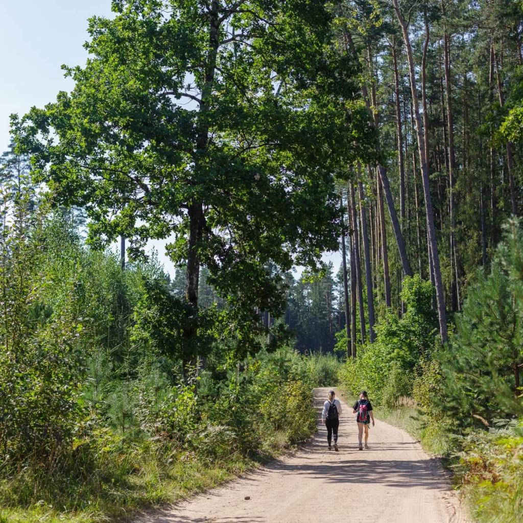Asvejos miškų ir ežerų žygis: vakarinis takas