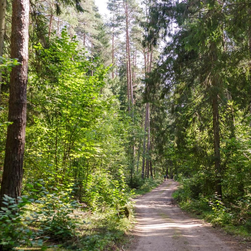 Asvejos miškų ir ežerų žygis: vakarinis takas