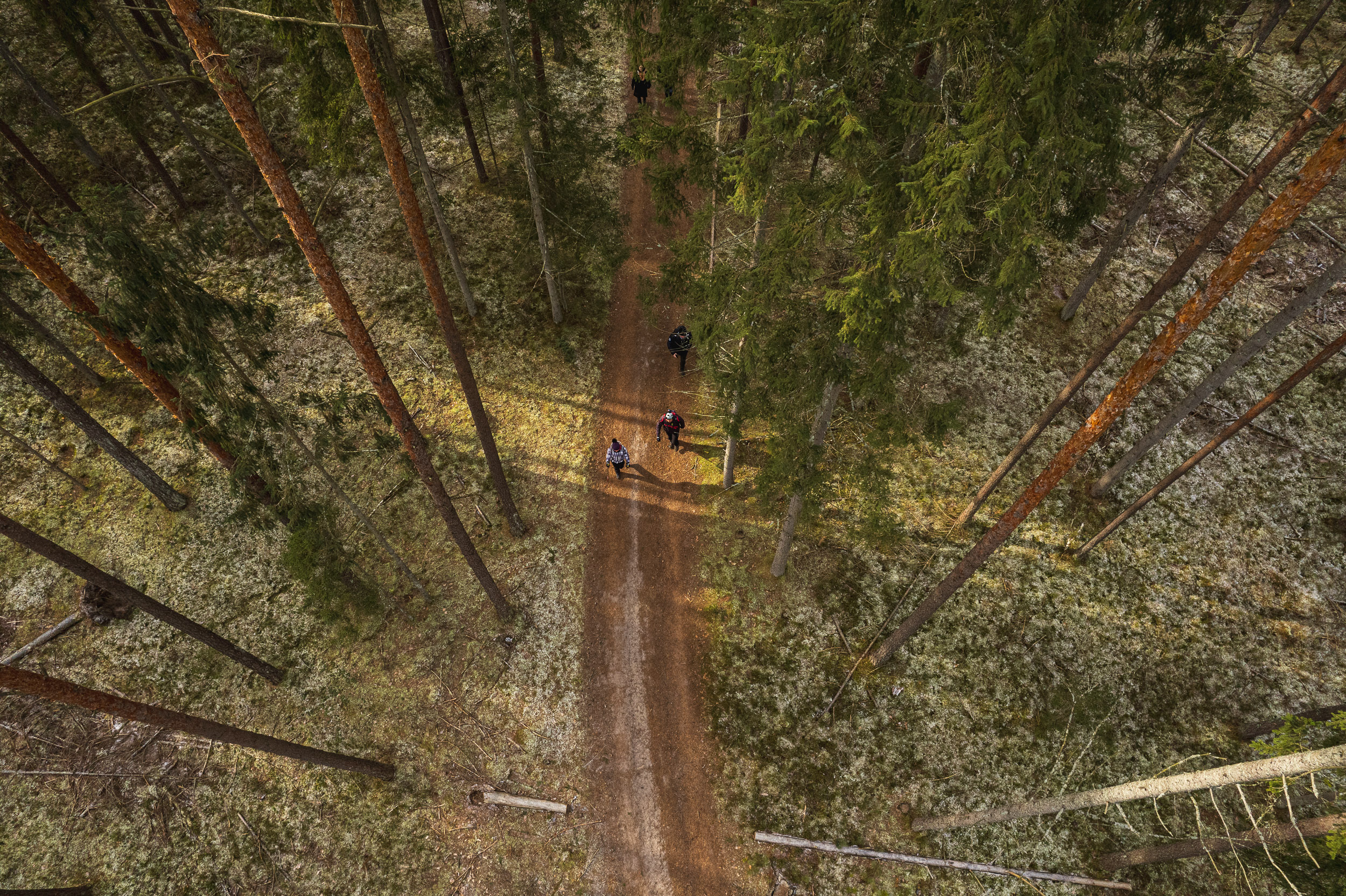 Kazlų Rūdos miškų kelias (5 km)