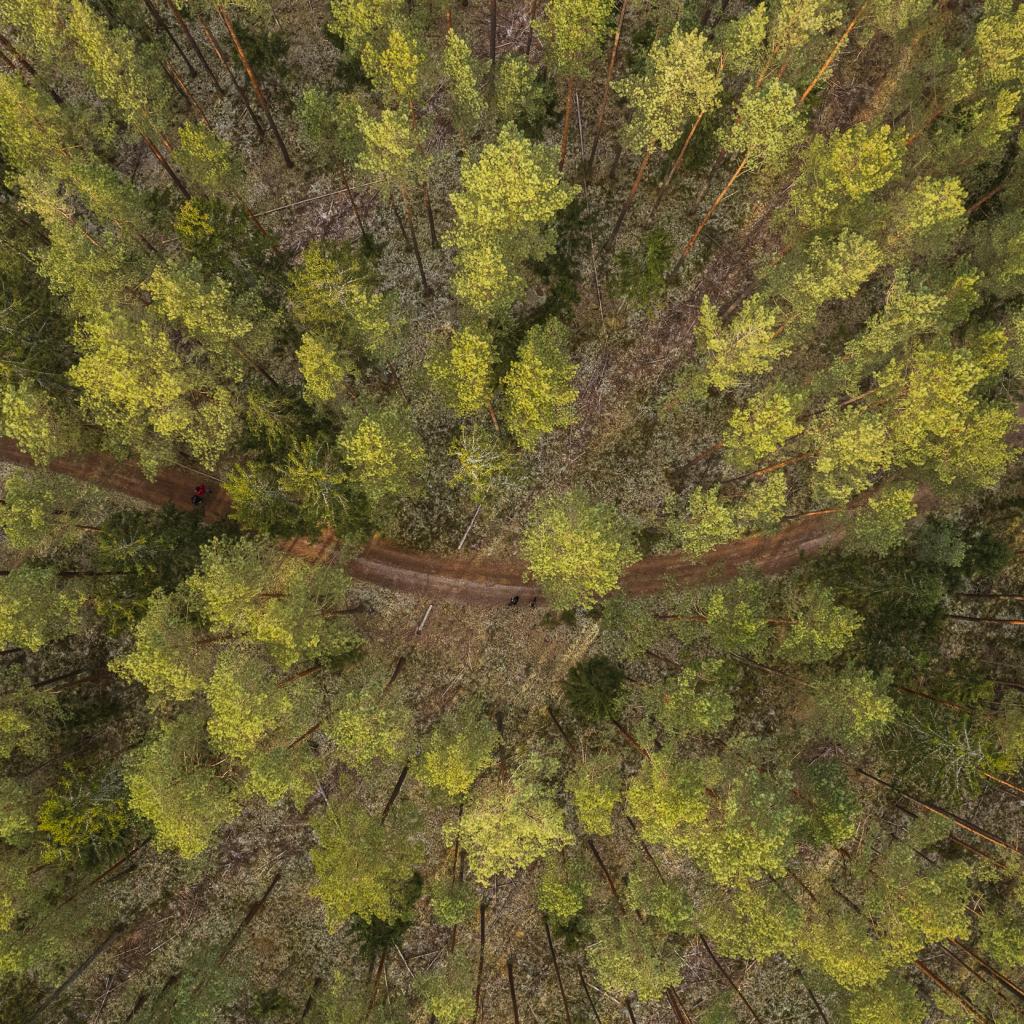 Kazlų Rūdos miškų kelias (10 km)